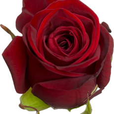 Con Amor Con Amor is een schitterende dieprode roos.